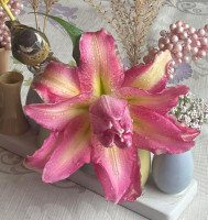 Roselily Aranza